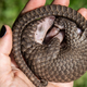 Unfortunately, pangolins are some of the most trafficked mammals on the planet.